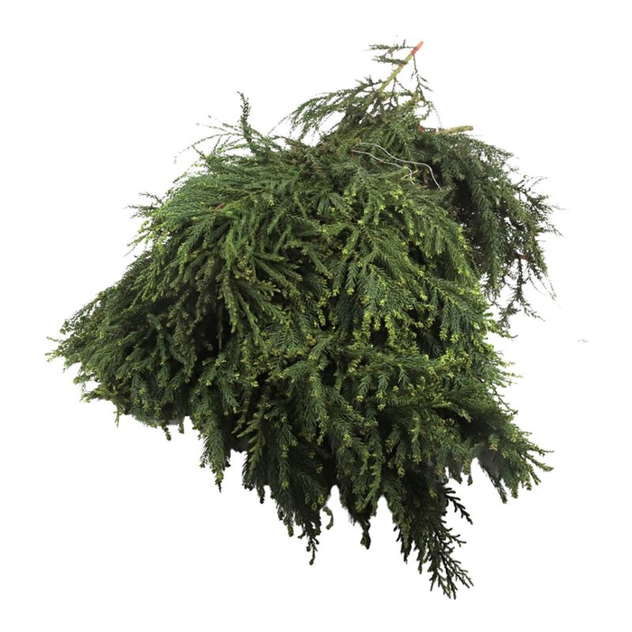 <h4>Conif. Cryptomeria</h4>