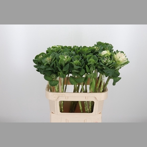 Brassica White Crane