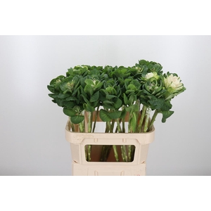 Brassica White Crane