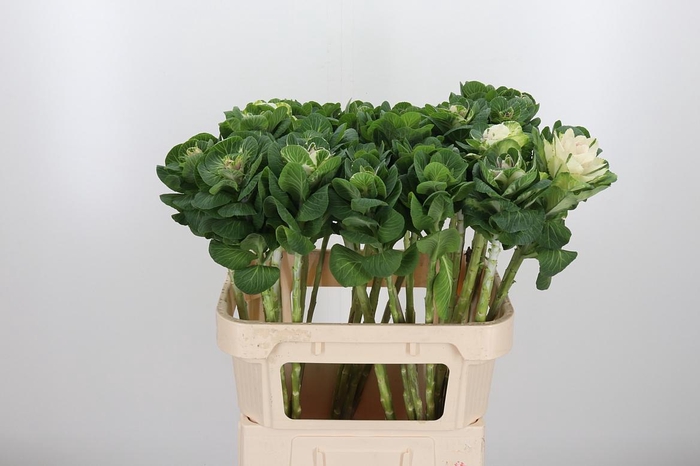 <h4>Brassica White Crane</h4>