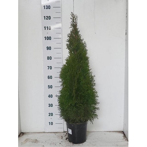 THUJA O SMARAGD