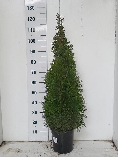 THUJA O SMARAGD