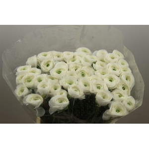 Ran Cloni Ex White Succes