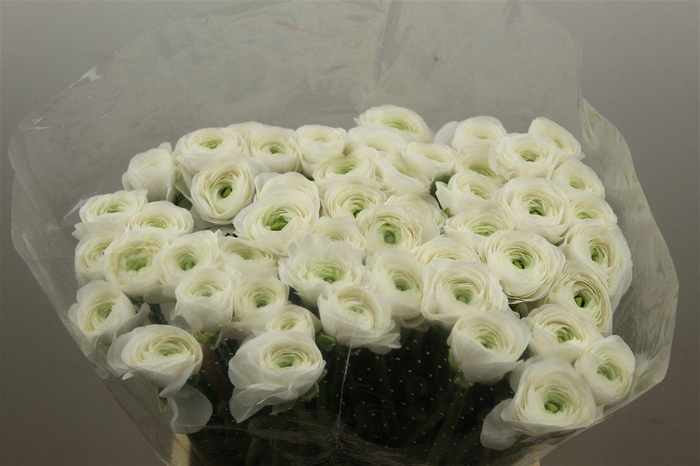 <h4>Ran Cloni Ex White Succes</h4>