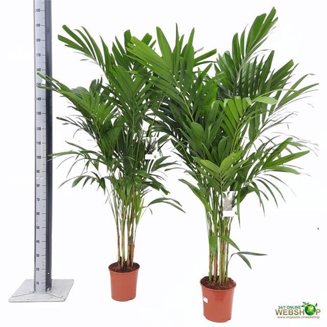 ADONIDIA MERRILLII