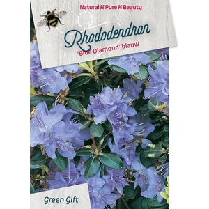 Rhodo. 'Blue Diamond' blue