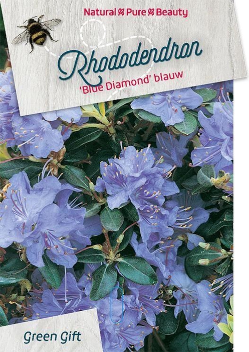 <h4>Rhodo. 'Blue Diamond' blue</h4>