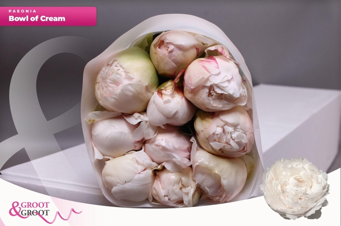 <h4>Paeonia Bowl Of Cream | Heavy Quality</h4>