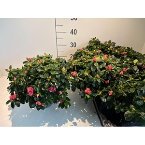 RHODO SI VOGEL LUNTE