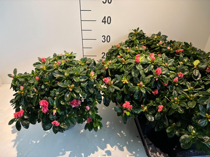 <h4>RHODO SI VOGEL LUNTE</h4>