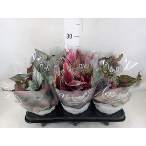 Begonia BD 'Beleaf'   ...mix