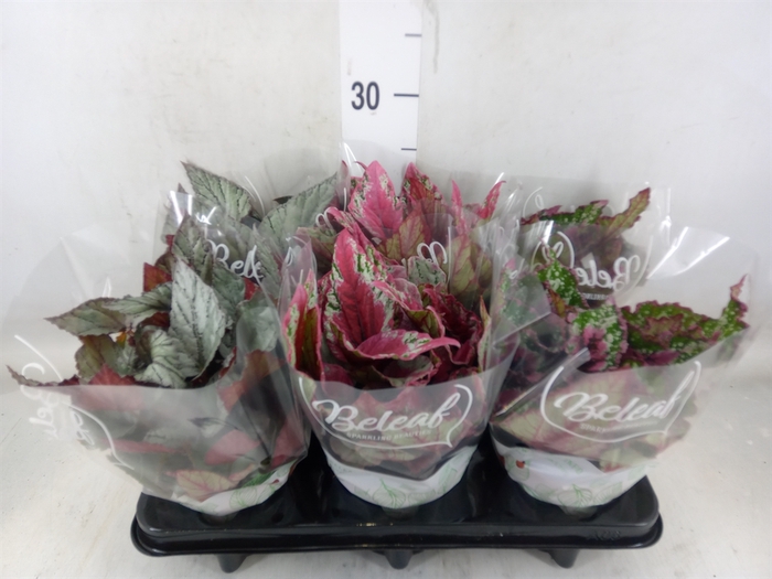 <h4>Begonia BD 'Beleaf'   ...mix</h4>