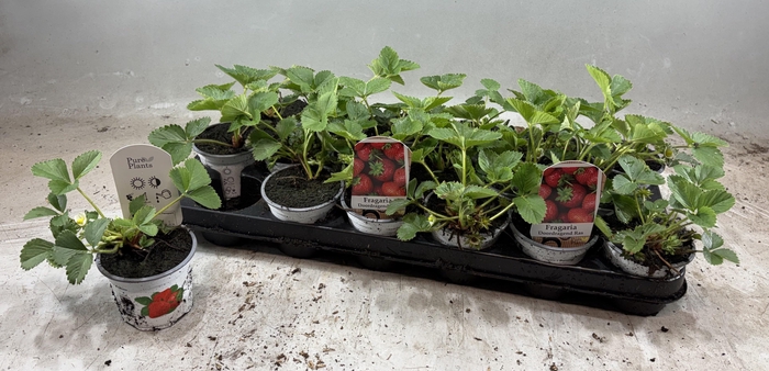 <h4>FRAG OSTARA</h4>