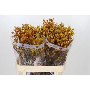 Anigozanthos Gold Fever
