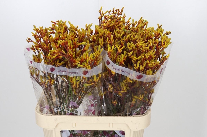 <h4>Anigozanthos Gold Fever</h4>