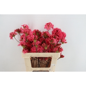 RHODO. DOUBLE PINK 050CM