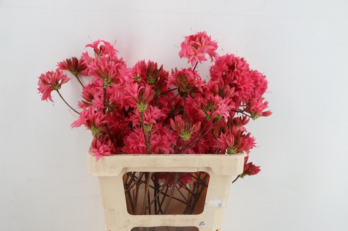 <h4>RHODO. DOUBLE PINK 050CM</h4>