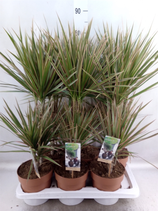 <h4>Dracaena marg. 'Bicolor'</h4>