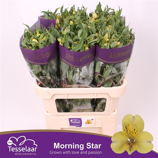 <h4>ALSTR MORNING STAR XL</h4>