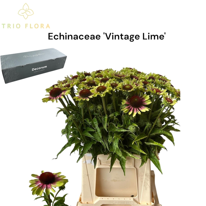 <h4>ECHINA OV VINTAGE LIME Big Box 120</h4>