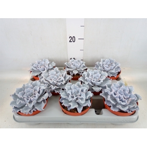 Echeveria   ...