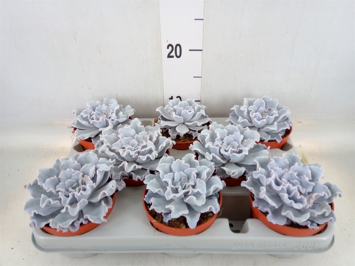 <h4>Echeveria   ...</h4>