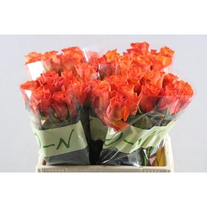 R Gr Orange Wave L40