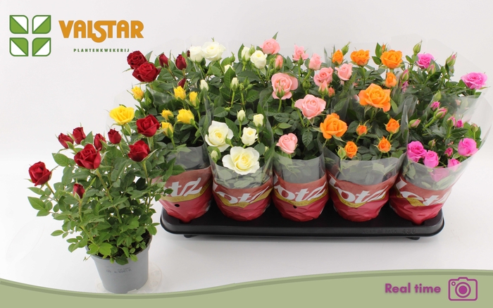 <h4>RO LOTZ OF GEM 6 KL</h4>