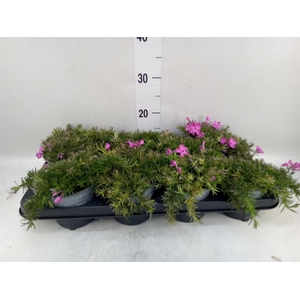 Phlox sub. 'MacDaniels Cushion'