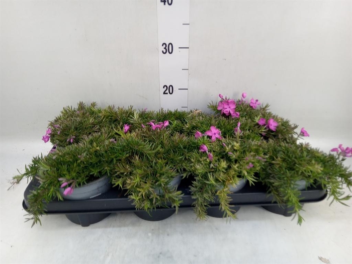 <h4>Phlox sub. 'MacDaniels Cushion'</h4>