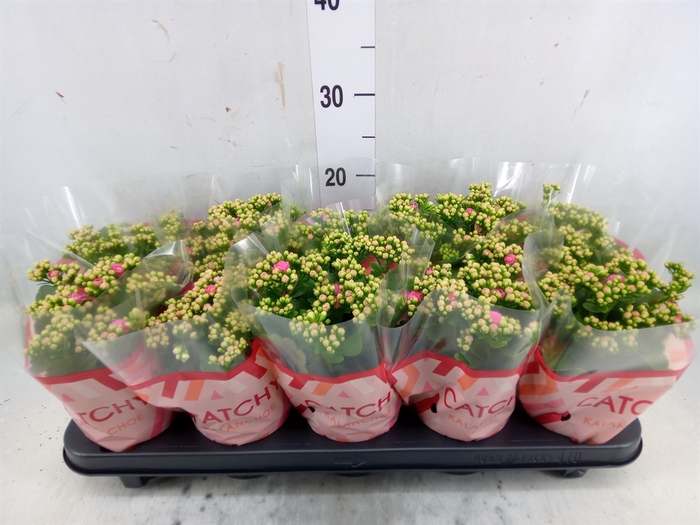 <h4>Kalanchoe blos. 'RosDon Nando'</h4>