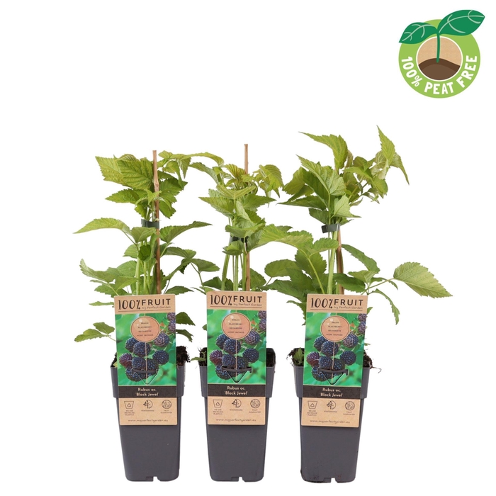 <h4>Rubus Thornless</h4>