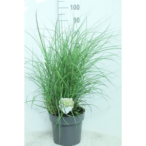 Miscanthus sin. 'Kleine Silber'