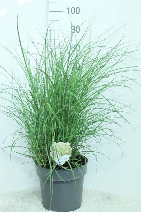 <h4>Miscanthus sin. 'Kleine Silber'</h4>