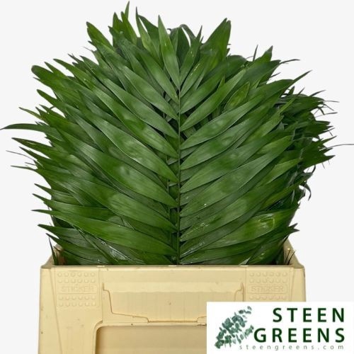 <h4>CHAMAED CHICOBLAD BS</h4>