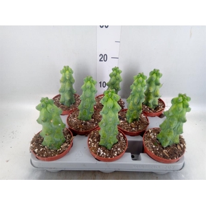 Cereus   ...