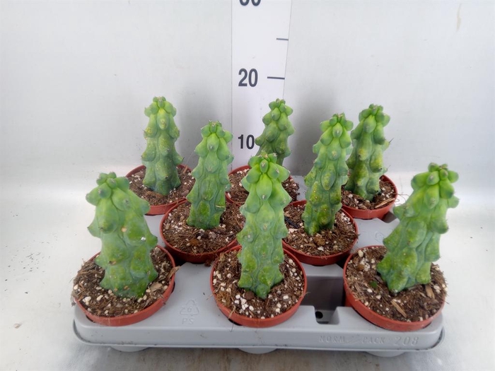 <h4>Cereus   ...</h4>