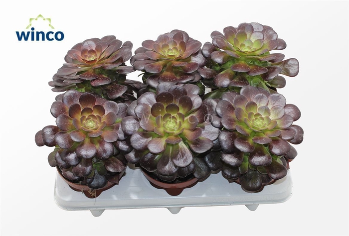 Aeonium Bushing Beauty