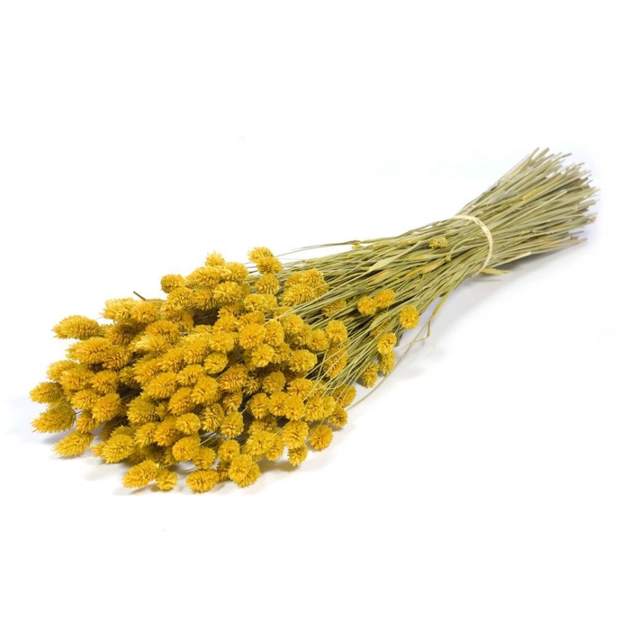 <h4>Phalaris Yellow</h4>