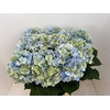 Hydrangea verena blue classic