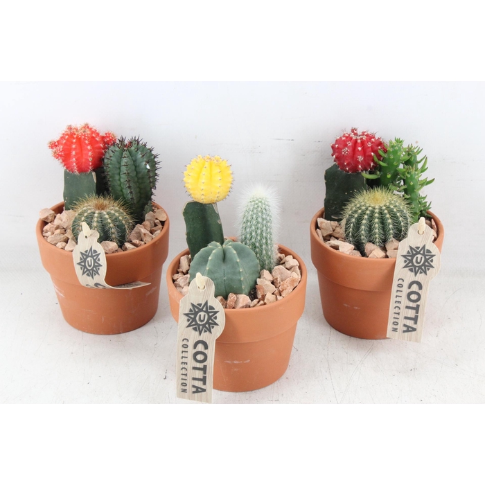 <h4>Arr2 Ub - Terra Cotta X9 Cactus Gymno</h4>