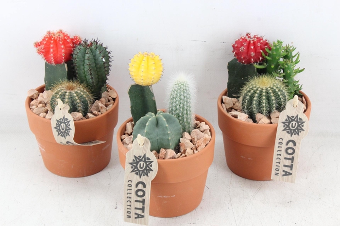 Arr2 Ub - Terra Cotta X9 Cactus Gymno