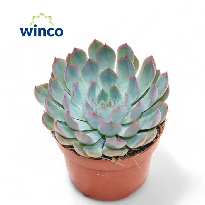 <h4>Echeveria Pink Edge</h4>