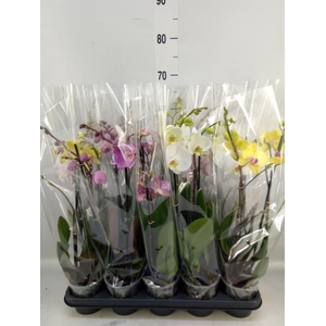 Phalaenopsis   ...mix