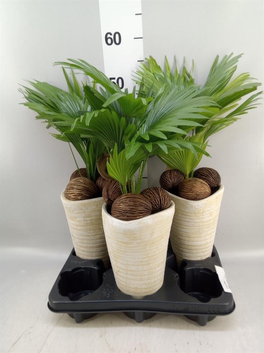 <h4>Livistona rotundifolia</h4>