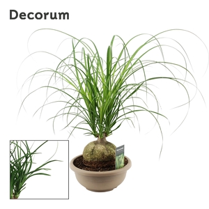 Beaucarnea Bol 25 cm (Decorum)