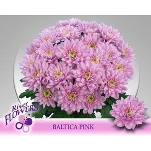 CHR T BALTICA PINK