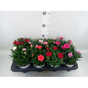 Dianthus  'Oscar'   ...mix