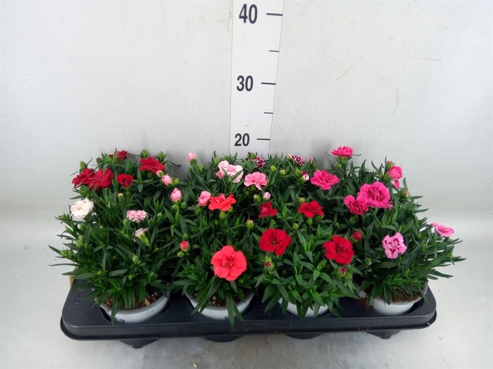 <h4>Dianthus  'Oscar'   ...mix</h4>