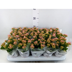 Kalanchoe  'RoseFlow Esme'